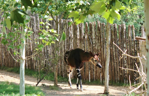 okapi